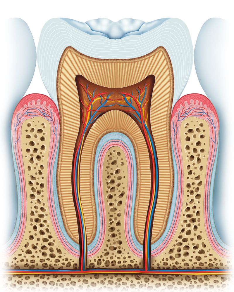 Illustration of the 3 layers of a healthy tooth sitting in the gums, showing roots and nerves