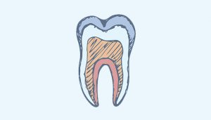 contents of a tooth