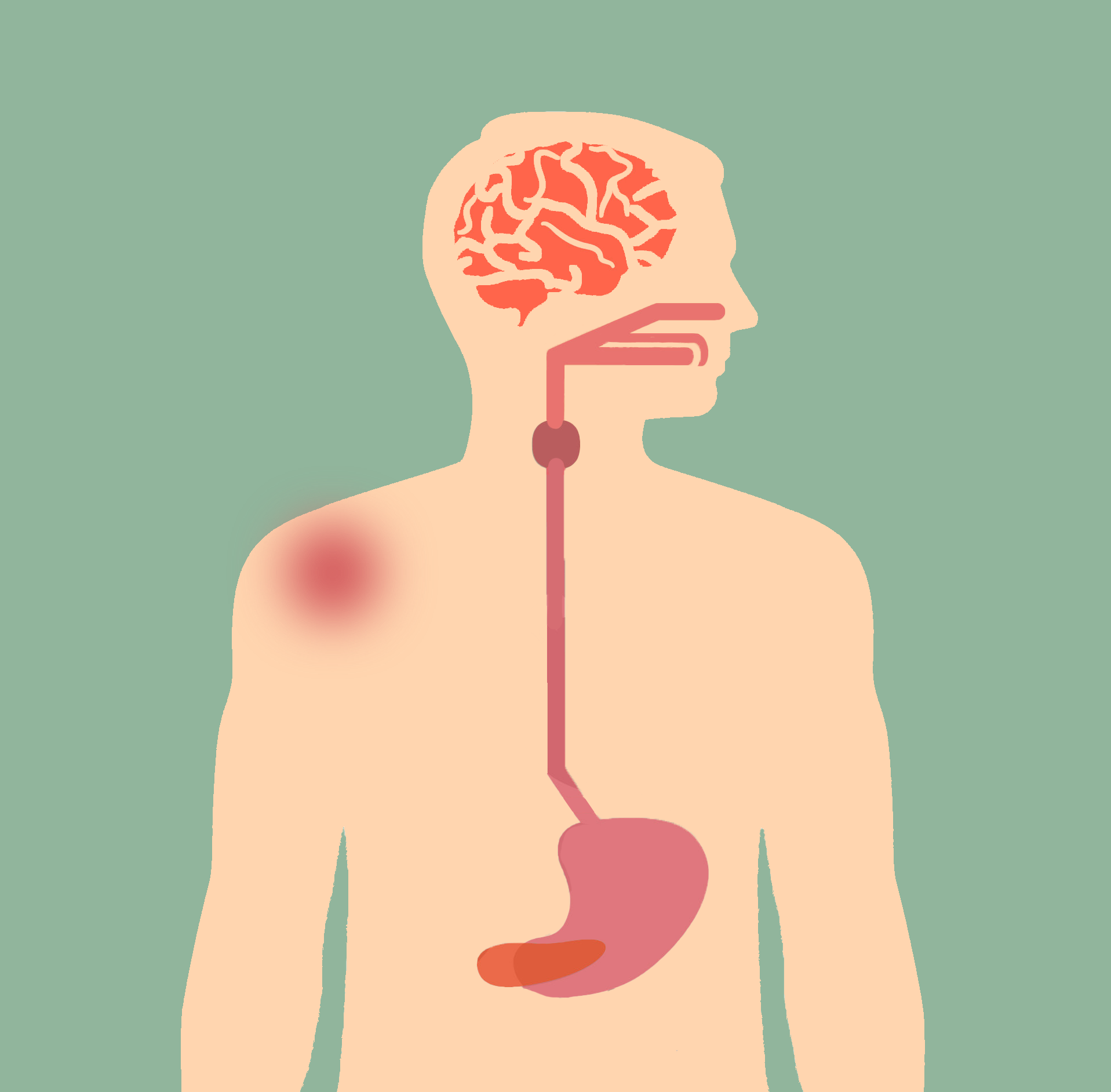 cross section of human body shows the connectedness of oral health on, stomach, pancreas, joints, and brain