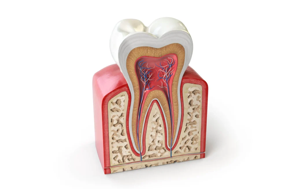 A detailed diagram of a tooth and surrounding gums, illustrating the step-by-step extraction process.